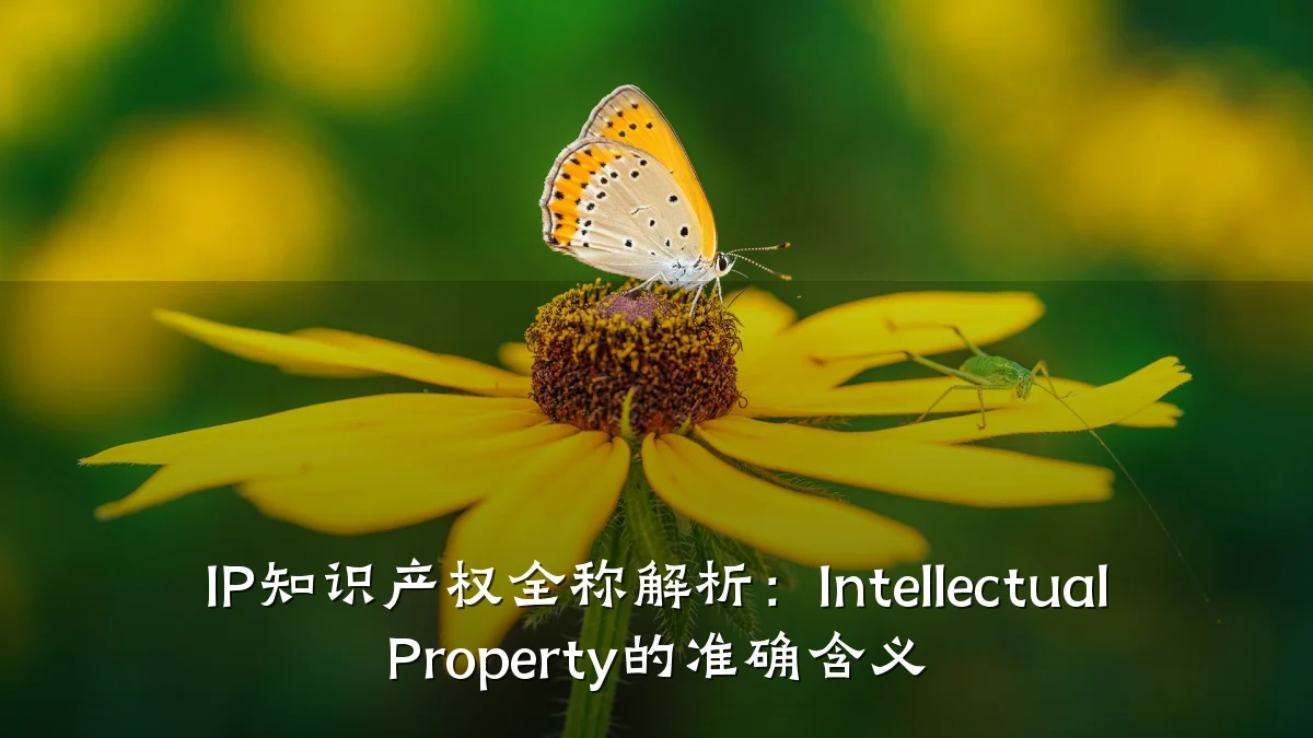 IP知识产权全称解析:Intellectual Property的准确含义