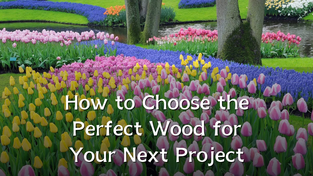 How to Choose the Perfect Wood for Your Next Project